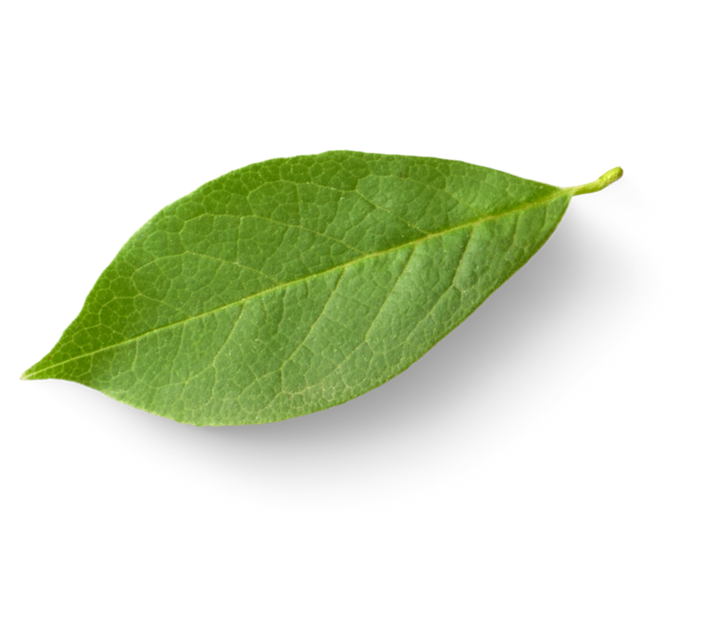 hoja